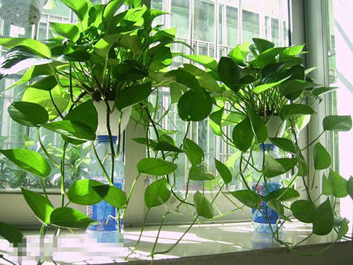 适合养在家里的防辐射植物有哪些